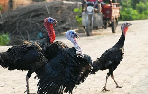 在黑平台被黑了账号钱怎么弄出来